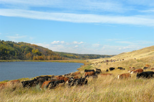 cattle_hutchinsonvalley_sc