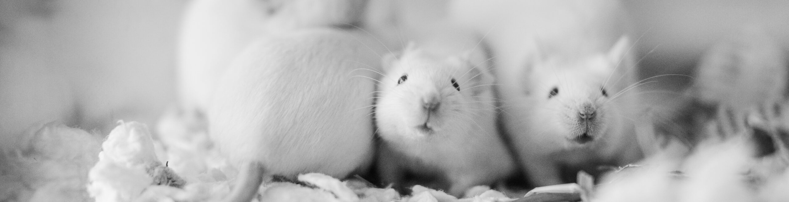 Rescued mice awaiting adoption at the Massachusetts SPCA.