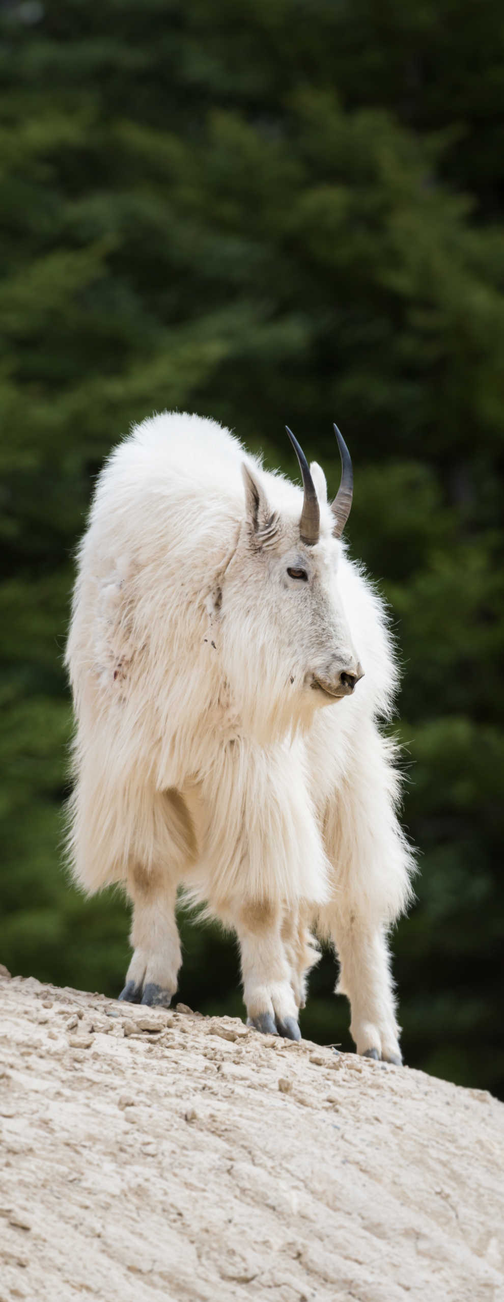 untitled design (12)